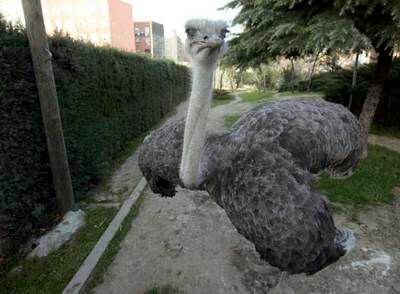 El avestruz <i>Maritrini,</i> en la asociación de vecinos La Cornisa de Orcasitas.