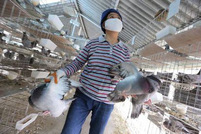 Un empleado de un criadero de palomas traslada unas palomas en Shang&aacute;i