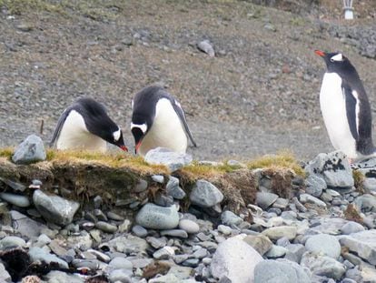Pingüinos papúa en Isla Livingston de la Antártida, en febrero de 2020. 