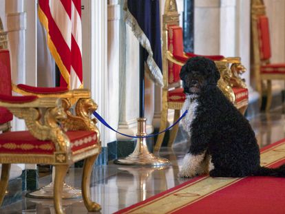 Imagen de 2010: Bo, el perro de los Obama, espera en la Casa Blanca afuera de un evento de la primera dama Michelle Obama.