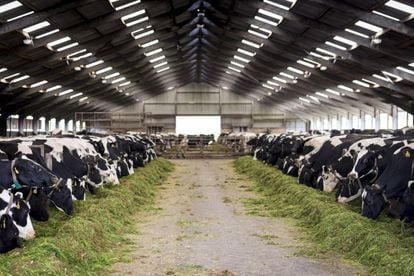 Una granja de vacas de leche.