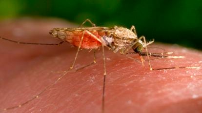 Ejemplar del mosquito Anopheles gambiae.