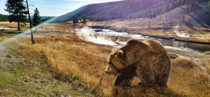 Ejemplar de oso grizzly en Yellowstone.