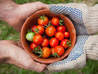 La pandemia debe transformar la agricultura global