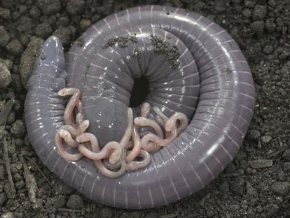 Las hembras de la 'S. annulatus' segregan la 'leche' de unas glándulas que tienen en el oviducto. Las crías introducen la cabeza en la cloaca para alimentarse.