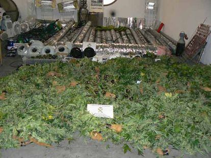 Alijo de una plantanción de marihuana