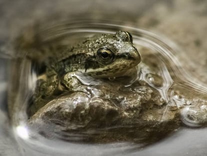 La fábula de la rana y la olla de liquidez o cómo no asumir más riesgo del preciso