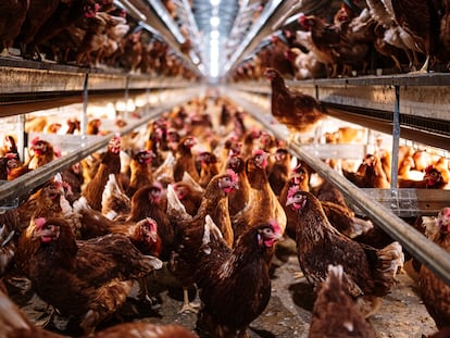 Granja de gallinas criadas en suelo en Madrid.