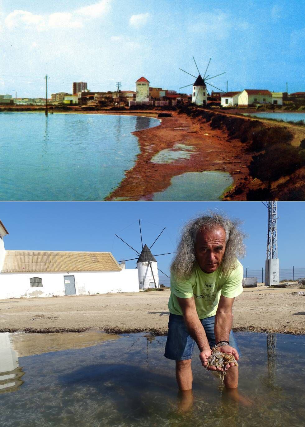 Arriba, molino en la costa del Mar Menor de San Pedro del Pinatar en una postal de los años setenta. Abajo, Pedro García, director de la Asociación de Naturalistas del Sureste, muestra algunos de los miles de peces que aparecieron muertos en el mismo punto el pasado 13 de octubre.