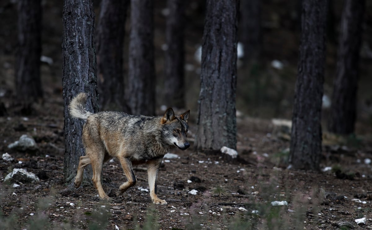 La Guardia Civil investiga la muerte de dos lobos a los que se disparó, desolló y decapitó en León | Clima y Medio Ambiente