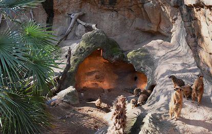 Un grup de suricates i mangostes al Zoo de Barcelona.
