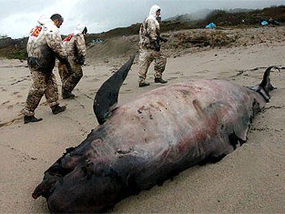 Varios soldados pasan junto a una cría de ballena muerta en la playa de Carnota.