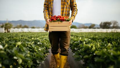 A view of a man holding a crate full of strawberries. He’s standing on a strawberry field in an agricultural zone, far from the city. Men picking strawberries on farm
