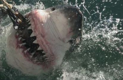 Un tiburón blanco mordiendo un cebo en la costa de Gansbaai, en Sudáfrica.