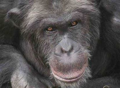 Santino arroja sus piedras en el zoo de Furuvik, en Suecia