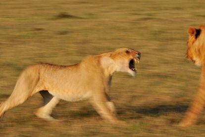 El regreso de los leones del Tsavo | Cataluña | EL PAÍS