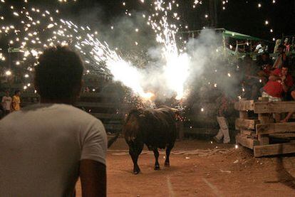 Imagen del festejo de los <i>correbous</i> celebrado en la localidad de Camarles, en el bajo Ebro, en la provincia de Tarragona.