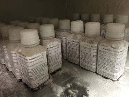 Botellas de materia fecal congelada, listas para su envío a los hospitales.