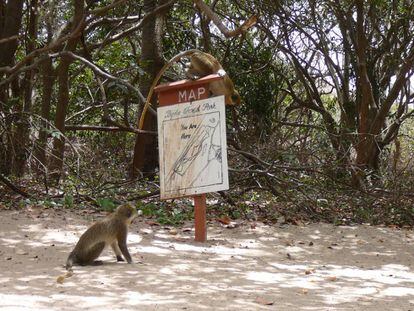 Los monos verdes son la principal atracción del parque de Bijilo, junto a los hoteles turísticos de la costa.