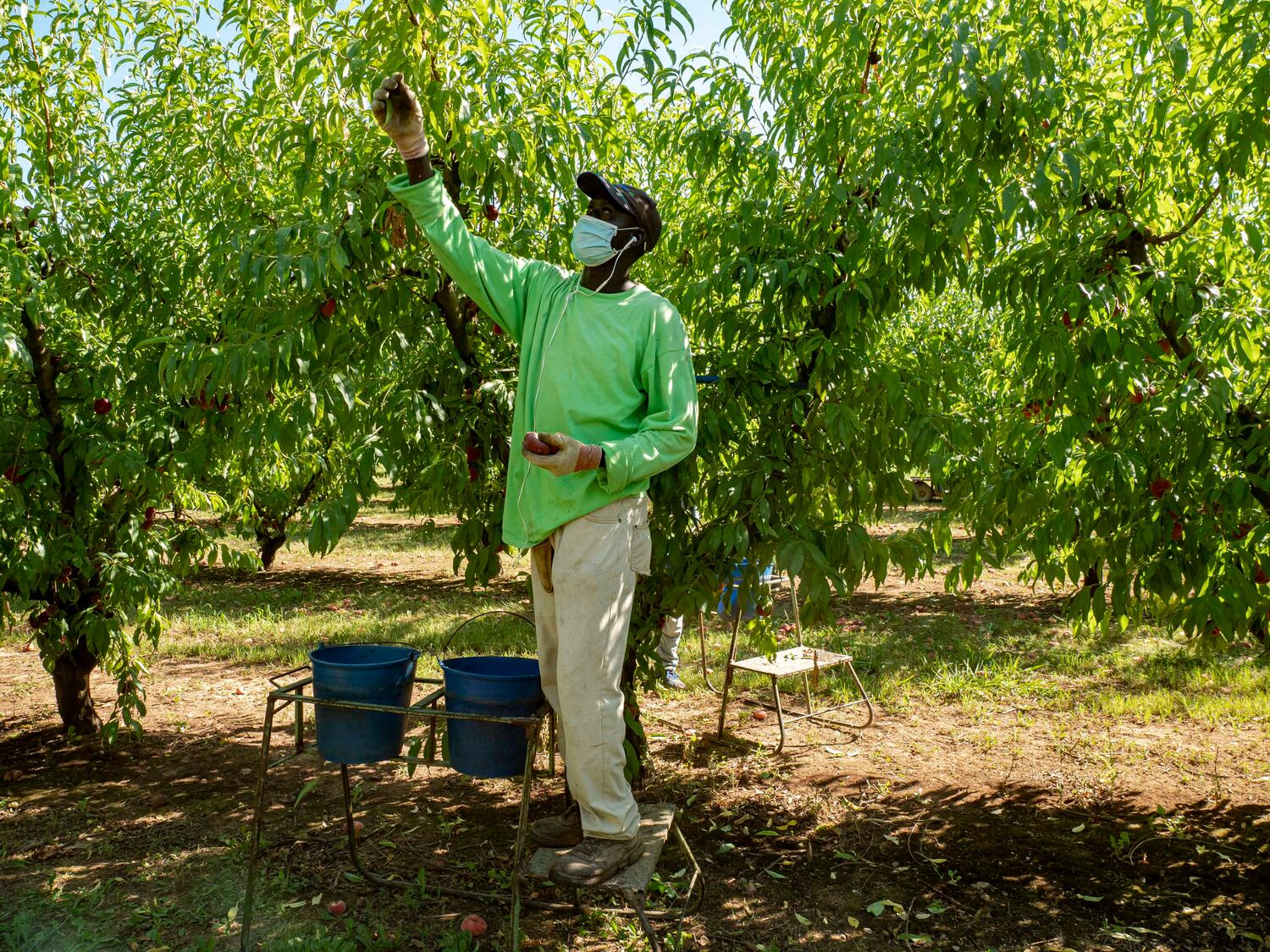 Coronavirus: Un agricultor en Lleida: ?Que no venga más gente, ya no hay más trabajo? | Sociedad | EL PAÍS