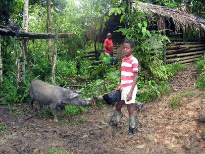 Cerdo criollo del Pac&iacute;fico colombiano, al borde de la extinci&oacute;n.