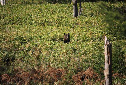 Un oso asoma entre los arbustos en el parque nacional de Shiretoko (Japón).