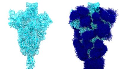 La proteína espícula del SARS-CoV-2 'desnuda' (izquierda) y recubierta del glaseado de glicanos (azúcares) que la protegen y la esconden de nuestro sistema inmunitario (derecha).