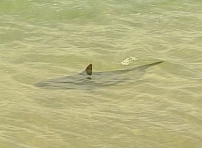 Los tiburones han sido vistos esta mañana en la playa del Miracle de Tarragona. Algunos bañistas aseguran que han llegado a tocar alguno de los animales.