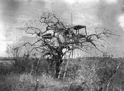 El árbol desde el que Patterson mató a los dos leones que habían causado decenas de víctimas durante la construcción del ferrocarril en Tsavo (Kenia).
