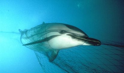 Un delfín atrapado en una red de deriva francesa frente a las islas Azores.