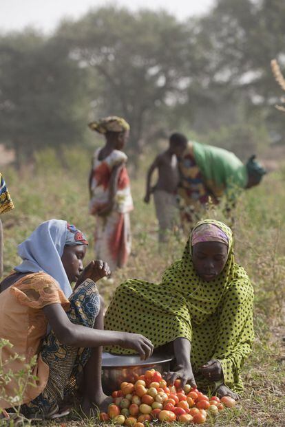 No solo se trata de replantar, sino de fortalecer la seguridad alimentaria y generar nuevas fuentes de ingresos y medios de vida de las poblaciones al sur del Sáhara. Mujeres nigerinas recolectan tomates de una zona verde que se ha recuperado dentro de un pequeño bosque.