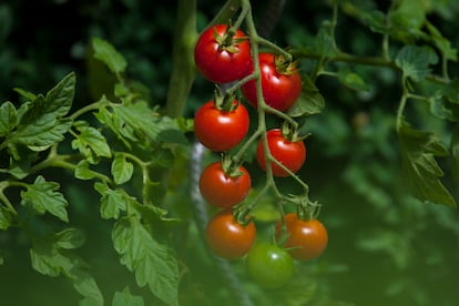 Las hojas de las plantas modificadas con la técnica genética CRISPR tenían una concentración de 200 microgramos de provitamina D3 por gramo de hoja.