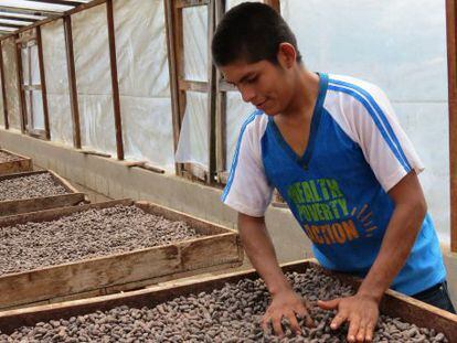 Un pequeño productor nicaragüense en el proceso de secado del cacao