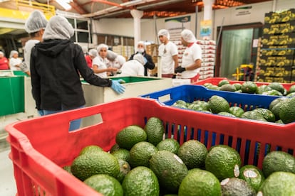 Trabajadores de la empacadora de aguacates “La bonanza” ubicada a las afueras Uruapan, Michoacán.