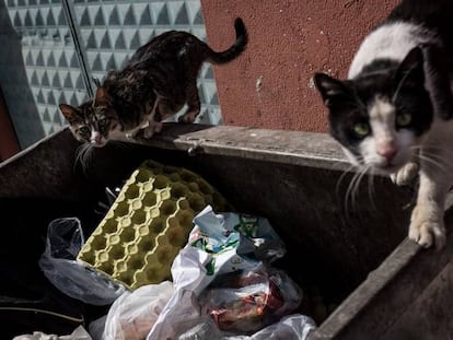 Así es como empecé a comer de la basura (capítulo dos)