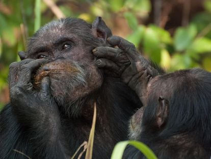 Dos chimpancés del Parque Nacional de Gombe (Tanzania) se proporcionan cuidados.