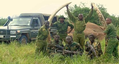 Los colmillos de Satao II, tras ser recuperados por los guardas de Tsavo.