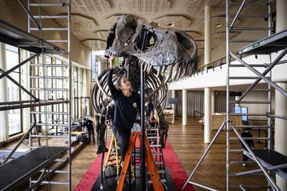 El esqueleto de Trinity, un ‘Tyrannosaurus rex’ de 11,6 m de largo, 3,9 m de alto y 67 millones de años de antigüedad, en Zúrich (Suiza).