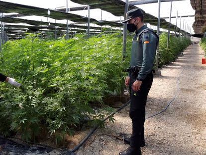 La Guardia Civil detiene por un delito contra la salud pública a los dos responsables de cinco cultivos de cáñamo de El Ejido (Almería) en los que han sido intervenidas 64.800 plantas de cannabis.