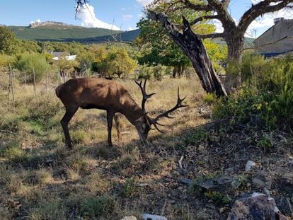 El ciervo 'Carlitos', que visitaba habitualmente Linarejos, una aldea de la sierra de la Culebra, en Zamora.