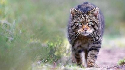 Soplar saber Y El rastro salvaje del gato montés | Cataluña | EL PAÍS