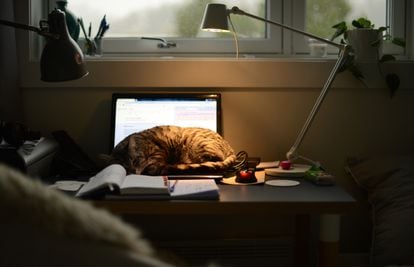 Un gato descansa sobre un ordenador.