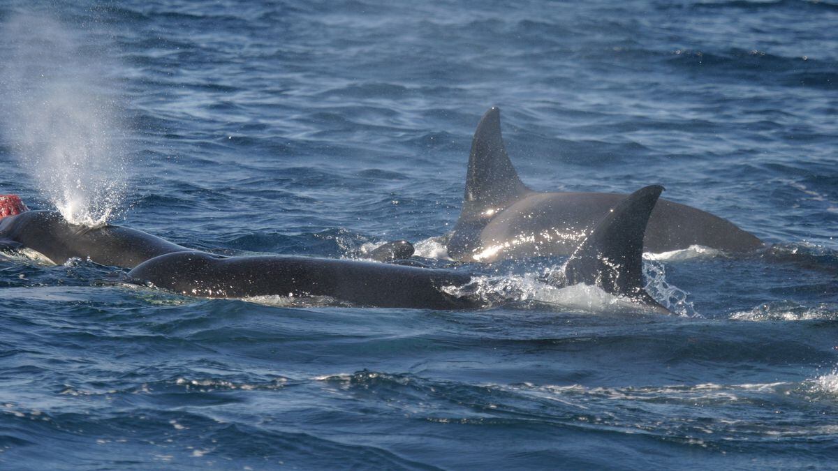 Biografía De Gladis, La Orca Que Rompe Veleros Y Reina En Las Redes ...