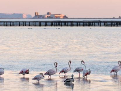 Flamencos en el Delta del Ebro