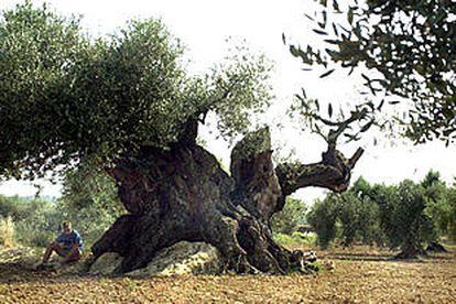 Un olivo de unos 2.500 años de antigüedad en la comarca del Baix Maestrat.