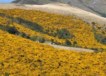El tojo o retamo espinoso es un arbusto europeo que ha proliferado en otras partes del mundo, como en este paisaje neozeland&eacute;s. 