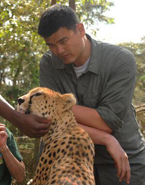Yao Ming con un guepardo durante su viaje a Kenia.