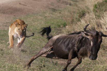 Una leona corre tras un ñu en la Masai Mara National Reserve.