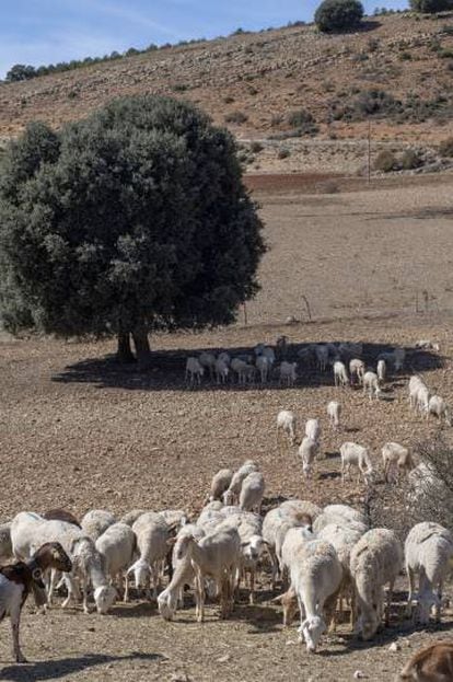 Un rebaño de ovejas segureñas en el camino que va desde Pedro Andrés a Nerpio.