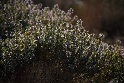a thyme plant